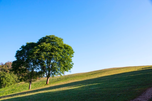 Árvore e campo de grama verde com fundo de céu azul.