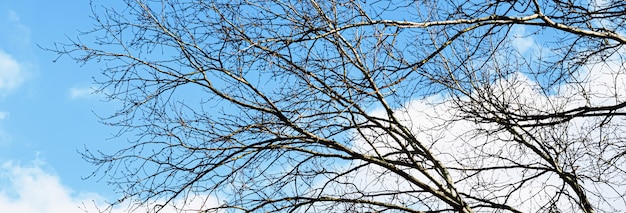 Árvore e céu azul no início da primavera ou outono fundo da natureza