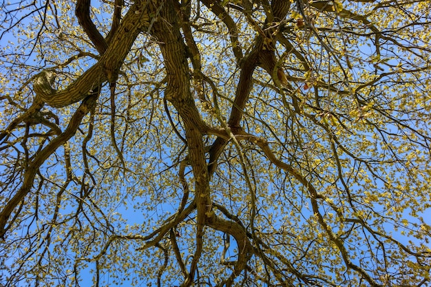 Árvore e céu na floresta da Dinamarca