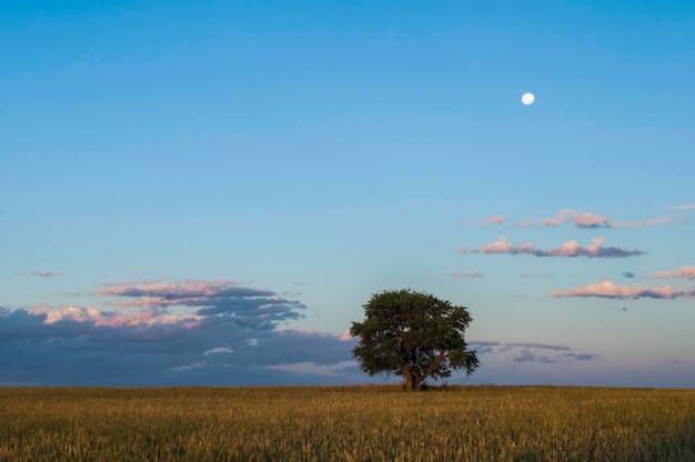 Árvore e lua da paisagem ruralBuenos Aires província Argentina