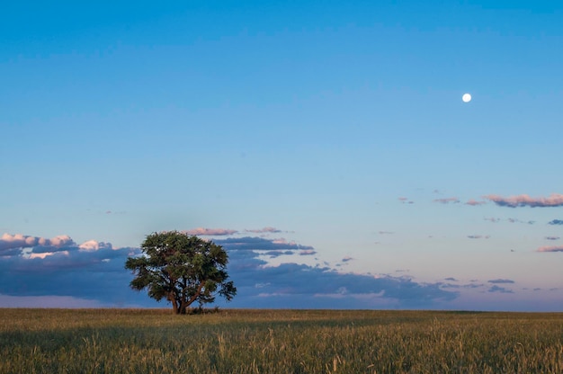 Árvore e lua da paisagem ruralBuenos Aires província Argentina