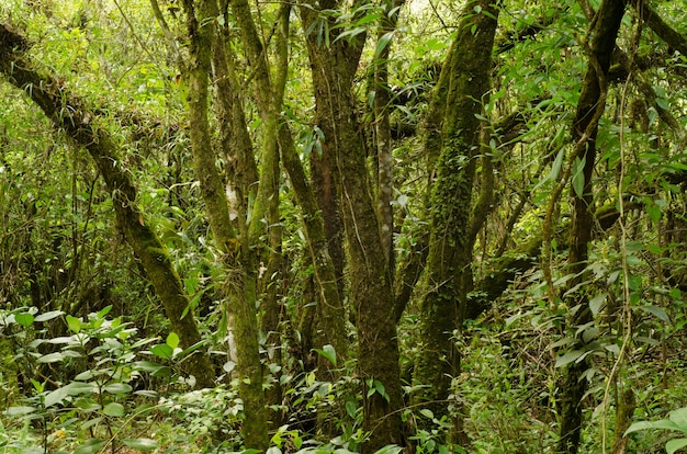 Árvore e musgo na floresta tropical, Tailândia