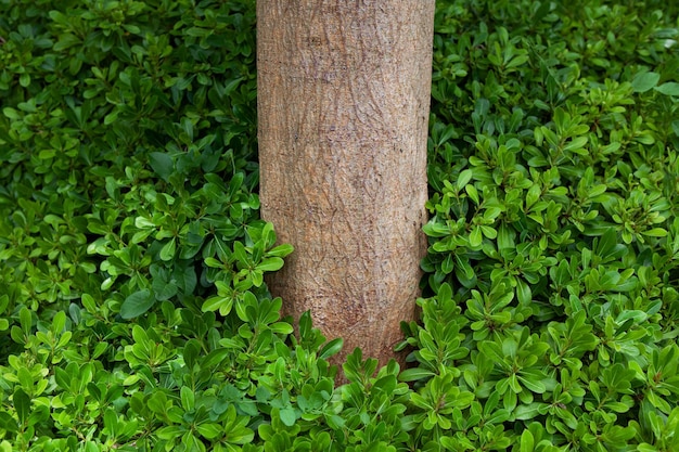 Árvore e plantas no jardim