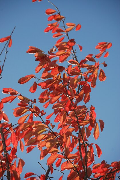 Árvore em cores de outono