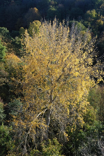 Árvore em cores de outono