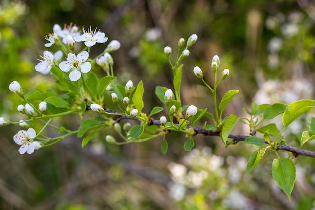 Árvore em flor com flores brancas na primavera