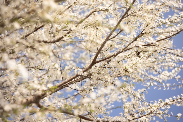 Árvore em flor contra o céu azul