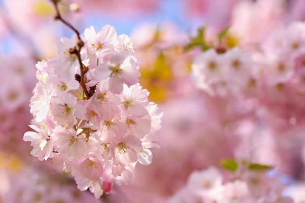 Árvore em flor Fundo natural em dia ensolarado Flores da primavera Belo pomar e fundo desfocado abstrato Conceito para a primavera