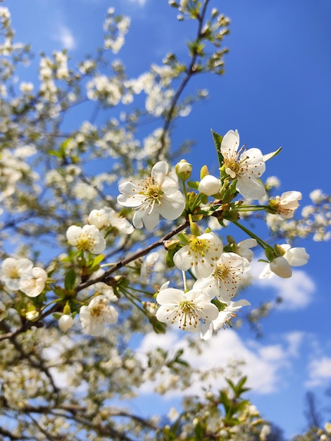 Árvore em flor na primavera árvores com flores em cerejeira flores na primavera em árvores com flores