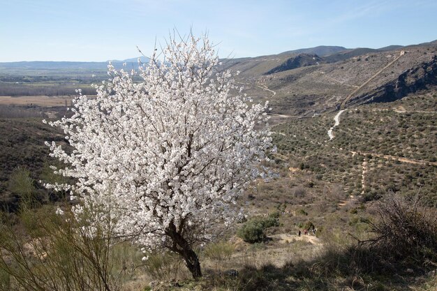 Árvore em flor no Carcavas, Patones, Espanha