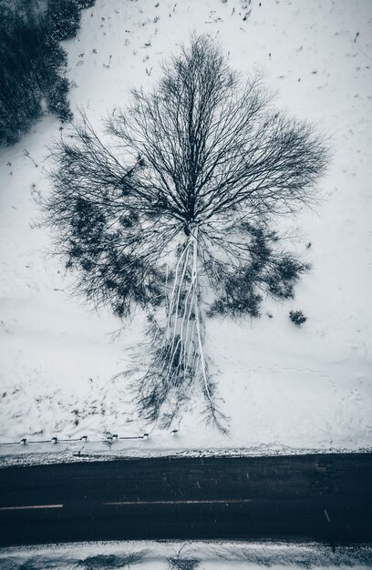 Árvore em paisagem coberta de neve