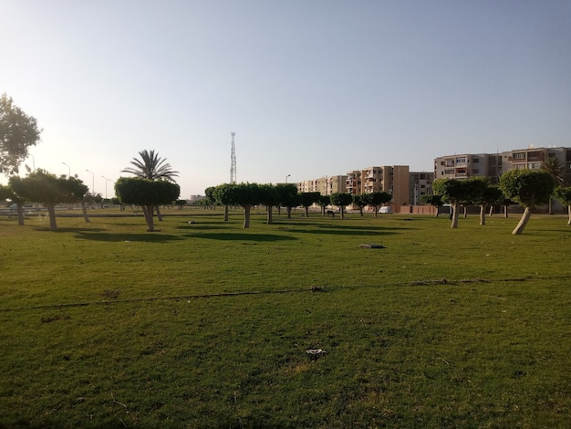 Árvore em pé sozinha com céu azul e grama