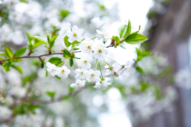 Árvore em plena floração com céu azul