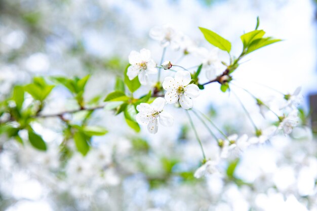 Árvore em plena floração com céu azul