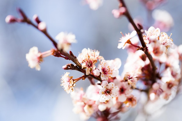 Árvore em plena floração no início da primavera.