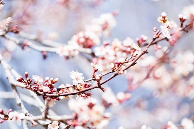 Árvore em plena floração no início da primavera.