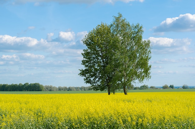 Árvore em um campo amarelo acima do céu com nuvens