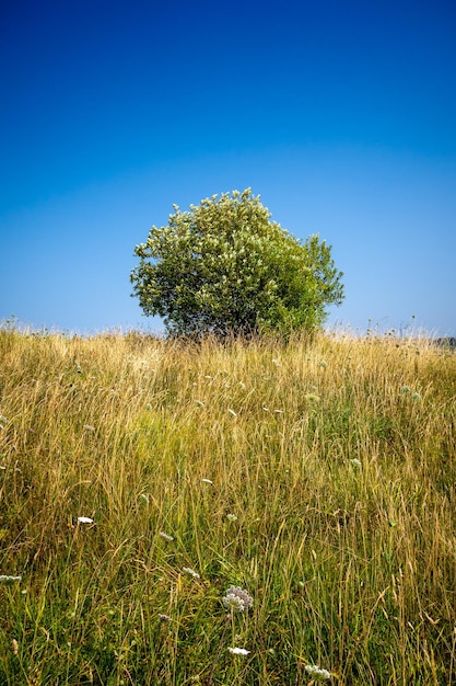 Árvore em um campo Cantábria Espanha