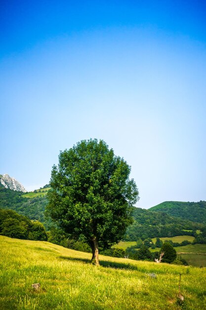 Árvore em um campo em Picos de Europa Astúrias Espanha