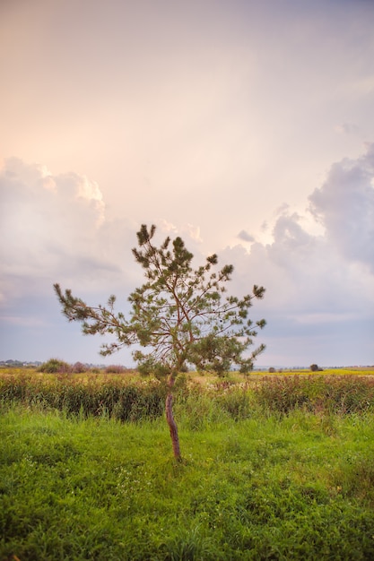 Árvore em um campo verde