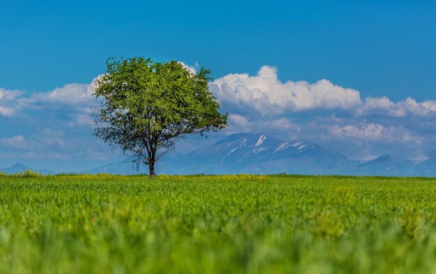 Árvore em um campo verde