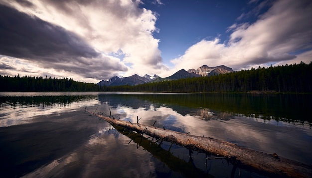 Árvore em um lago nas Montanhas Rochosas canadenses