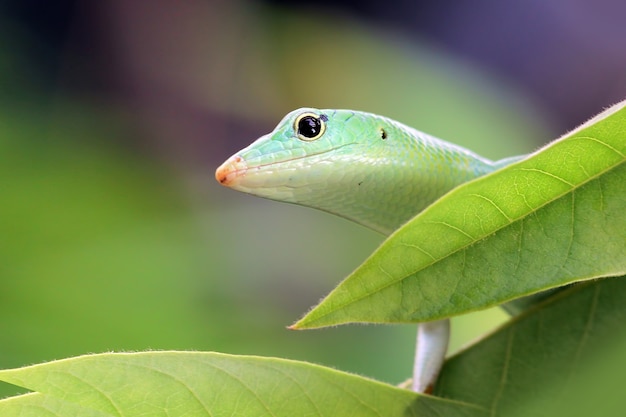 Árvore esmeralda em folhas verdes