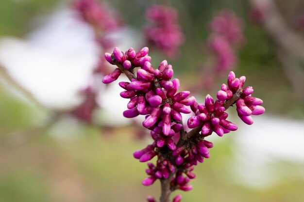 Árvore europeia Cercis ou Judas ou carmesim europeu Closeup de botões de rosa Cercis siliquastrum Primavera abril fundo flor de primavera foco seletivo