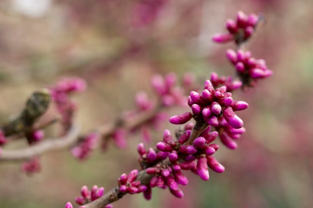 Árvore europeia Cercis ou Judas ou carmesim europeu Closeup de botões de rosa Cercis siliquastrum Primavera abril fundo flor de primavera foco seletivo