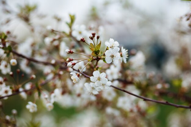 Árvore florescendo branca na primavera