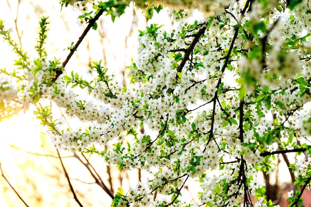 Árvore florescendo com flores brancas na primavera.