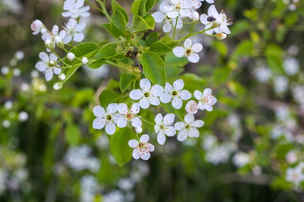 Árvore florescendo com flores brancas