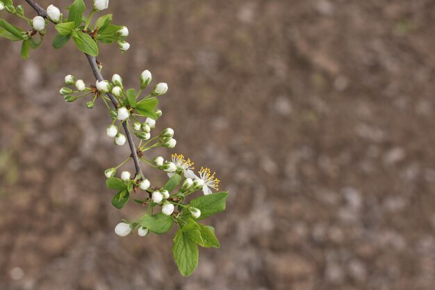 Árvore florescendo na primavera closeup