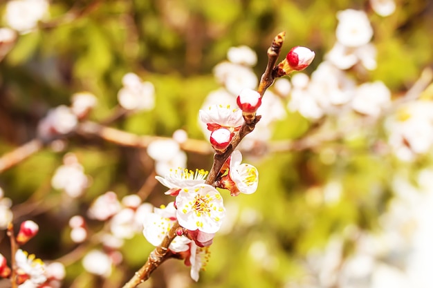 Árvore florescendo na primavera. Flores frescas de rosa em galho de árvore de fruta. Foco seletivo. Natureza