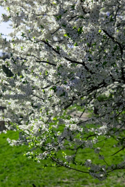 Árvore florescente com flores brancas perto do lago ensolarado, a primavera está chegando