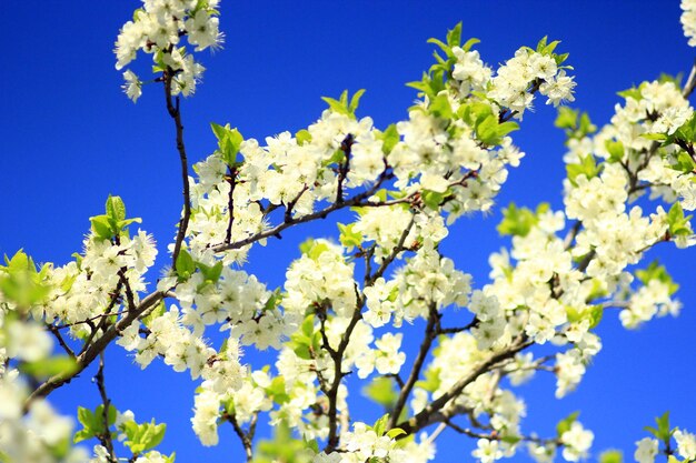 Árvore florescente de ameixa no fundo do céu azul