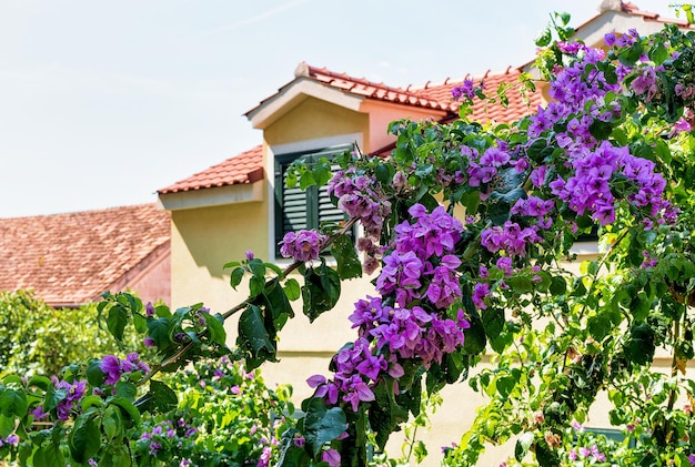 Árvore florescente e um telhado de construção em Omis, Croácia