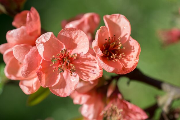 Árvore florescer florescer lindas flores na primavera