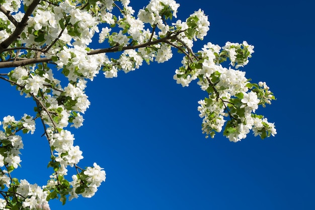 Árvore florida sobre a natureza A primavera floresce o fundo do céu azul