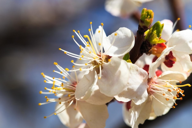 Árvore florida sobre fundo natural flores de primavera fundo de primavera Conceito desfocado Fundo natural Flores de damasco
