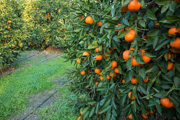 Árvore frutífera com folhas verdes e tangerina, frutos de tangerina