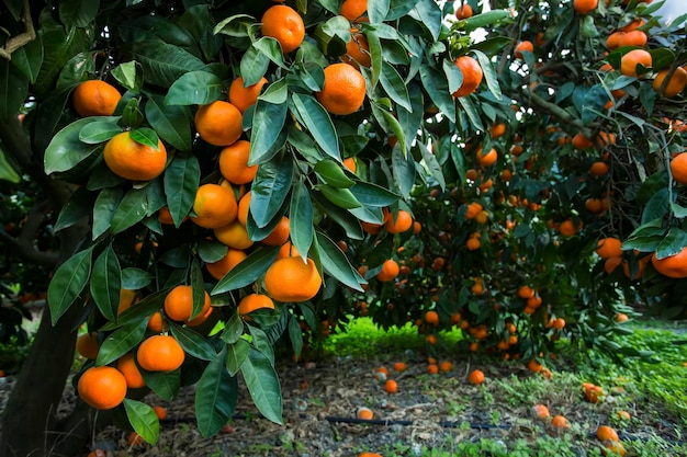 Árvore frutífera com folhas verdes e tangerina, frutos de tangerina