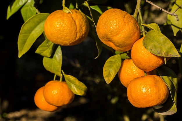 Árvore frutífera com folhas verdes e tangerina, frutos de tangerina