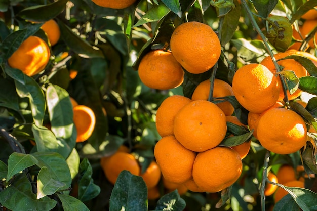 Árvore frutífera com folhas verdes e tangerina, frutos de tangerina