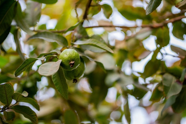 Árvore frutífera de goiaba em horta tropical orgânica, goiaba crua fresca e saudável na fazenda de goiaba