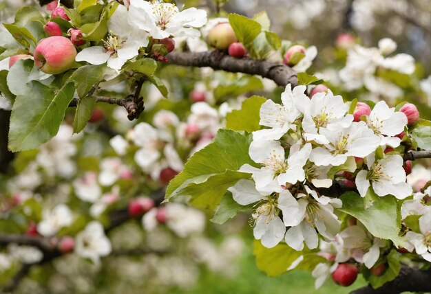 Árvore frutífera em flor na primavera no jardim