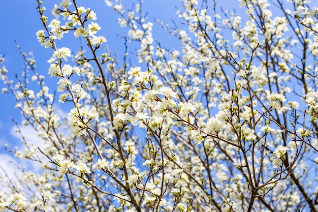 Árvore frutífera florida com flores brancas em um dia ensolarado de primavera no jardim A beleza da natureza