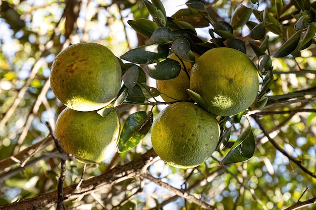 Árvore frutífera verde do gênero Citrus