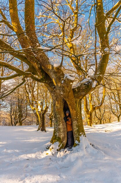 Árvore gigante no parque natural Oianleku ao nascer do sol na cidade de Oiartzun em Penas de Aya, Gipuzkoa. país Basco