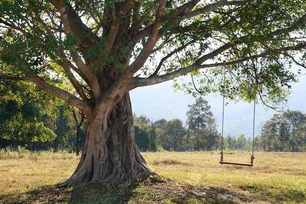 Árvore grande, com, balanço, ligado, campo verde, chiang mai, tailandia